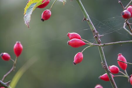 red rose hip fruits hang on a rose hip bush in autumnの写真素材