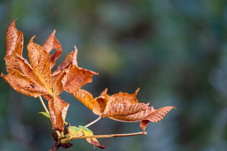 brown leaves hang from a chestnut tree in autumnの写真素材