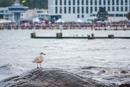 a seagull sitting on a stone in the bay of TravemÃ¼nde in cloudy autumn weatherの写真素材