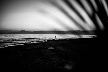 a black and white photo of a sunset and in the foreground is a palm leafの写真素材