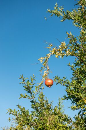 in a large pomegranate plantation red pomegranates thrive on the treesの写真素材