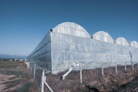 banana palms are growing in a huge greenhouse.の写真素材