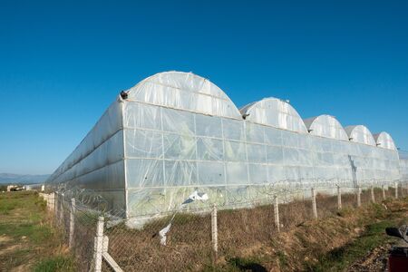 banana palms are growing in a huge greenhouse.の写真素材