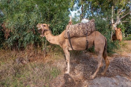 two camels stand in a bush and eat their fill of the leavesの写真素材