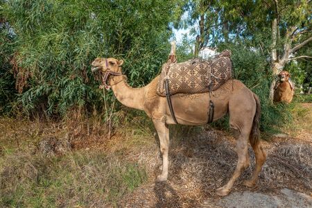 two camels stand in a bush and eat their fill of the leavesの写真素材