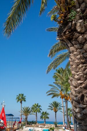 in the harbour of Side there are magnificent palm trees in beautiful weatherの写真素材