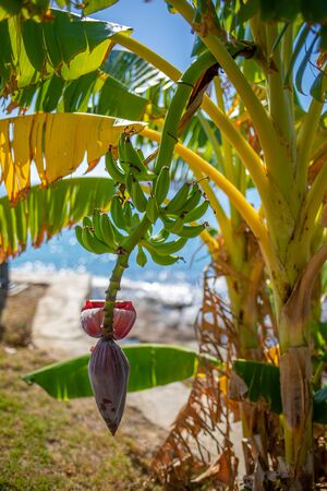 on a banana palm hangs a shrub with green bananas and in the background the sky is blueの写真素材