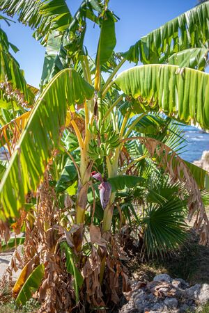 on a banana palm hangs a shrub with green bananas and in the background the sky is blueの写真素材
