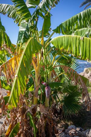 on a banana palm hangs a shrub with green bananas and in the background the sky is blueの写真素材