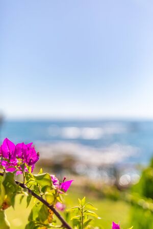 in the foreground is an oriental plant and in the background is the blue sea in beautiful weatherの写真素材