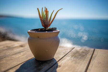 on an old wooden table stands a succulent one and in the background is the blue seaの写真素材