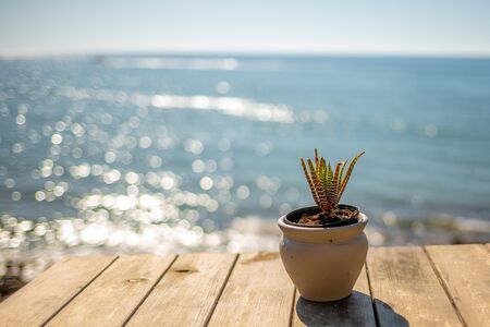 on an old wooden table stands a succulent one and in the background is the blue seaの写真素材