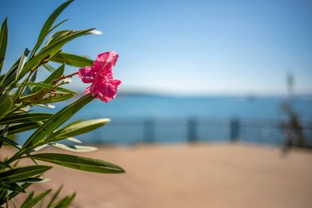 in the foreground is an oriental plant and in the background is the blue sea in beautiful weather
の写真素材
