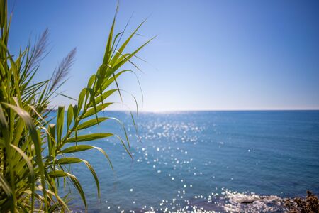 in the foreground is an oriental plant and in the background is the blue sea in beautiful weather
の写真素材