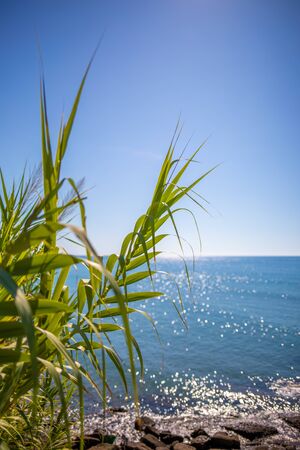 in the foreground is an oriental plant and in the background is the blue sea in beautiful weather
の写真素材