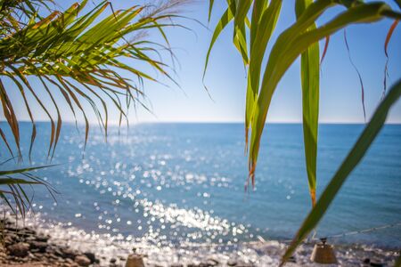 in the foreground is an oriental plant and in the background is the blue sea in beautiful weather
の写真素材