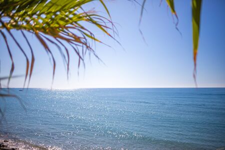in the foreground is an oriental plant and in the background is the blue sea in beautiful weather
の写真素材