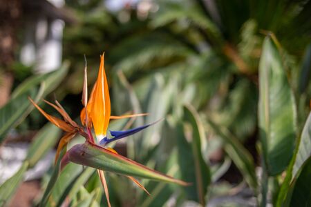 a colourful orange strelizie grows along the waysideの写真素材