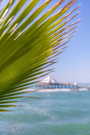 in the foreground is a green palm leaf and in the background the blue sea and a jettyの写真素材