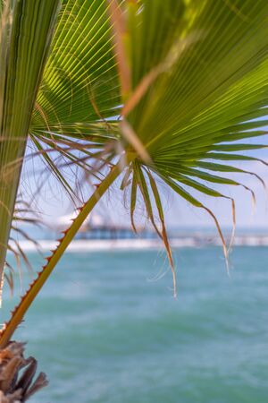 in the foreground is a green palm leaf and in the background the blue sea and a jettyの写真素材