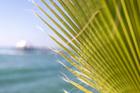 in the foreground is a green palm leaf and in the background the blue sea and a jettyの写真素材