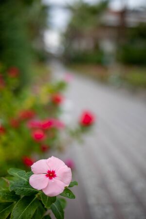 colorful flowers with colored flowers line a pathの写真素材