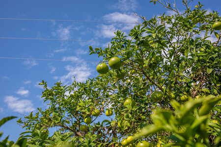 a lemon tree bears green fruits and in the background is the blue skyの写真素材