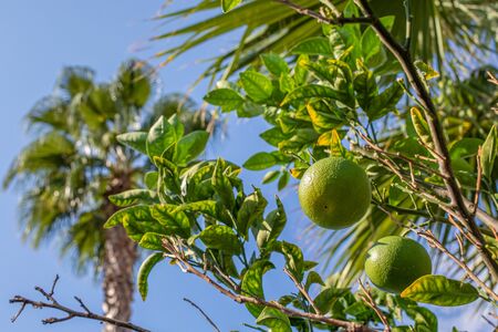 a lemon tree bears green fruits and in the background is the blue skyの写真素材