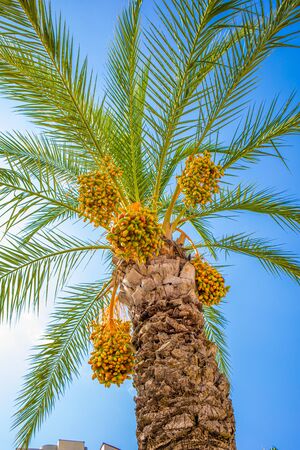 a gorgeous date palm with orange dates stands in beautiful weather before a blue skyの写真素材