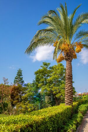 a gorgeous date palm with orange dates stands in beautiful weather before a blue skyの写真素材