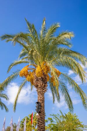a gorgeous date palm with orange dates stands in beautiful weather before a blue skyの写真素材