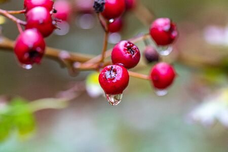red hawthorn berries hanging from the hawthorn bush in the rainの写真素材