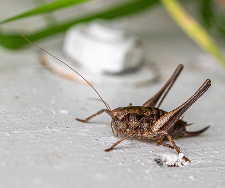 a brown grasshopper sits on a white wooden doorの写真素材