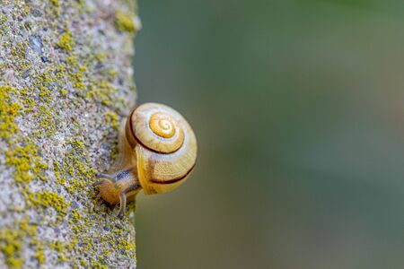a small snail with a yellow snail shell crawls on a concrete pileの写真素材