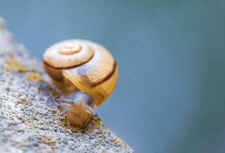 a small snail with a yellow snail shell crawls on a concrete pileの写真素材