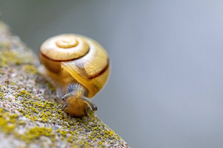 a small snail with a yellow snail shell crawls on a concrete pileの写真素材