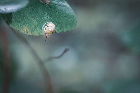 a tiny snail with a yellow snail shell sits on a green leafの写真素材