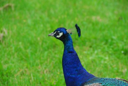 a blue peacock running across the green lawnの写真素材