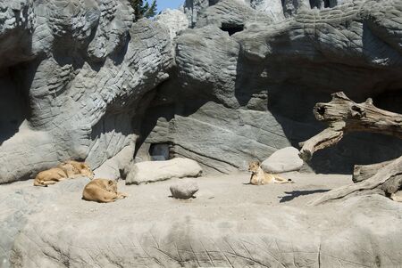 brown lions sitting in an enclosure in a zooの写真素材