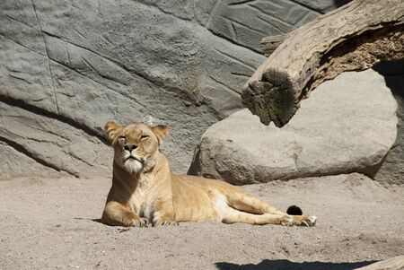 brown lions sitting in an enclosure in a zooの写真素材