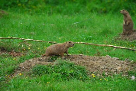 two gopher standing on the grass looking around.の写真素材