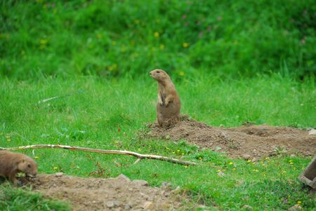 two gopher standing on the grass looking around.の写真素材