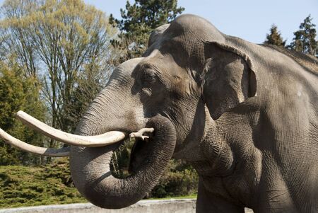 an elephant stands in an enclosure in a zooの写真素材