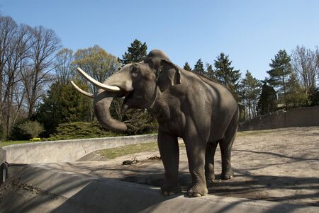 an elephant stands in an enclosure in a zooの写真素材