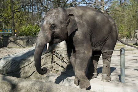 an elephant stands in an enclosure in a zooの写真素材