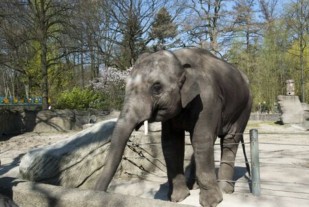 an elephant stands in an enclosure in a zooの写真素材