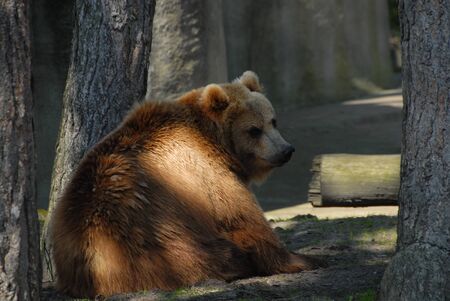a brown kodiac bear lies lazily in the midday sun under a treeの写真素材