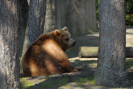 a brown kodiac bear lies lazily in the midday sun under a treeの写真素材