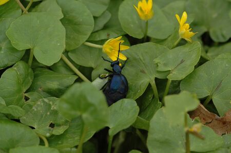 a black blue oil beetle crawling over green grassの写真素材