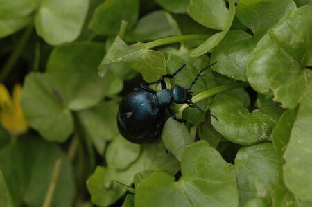 a black blue oil beetle crawling over green grassの写真素材